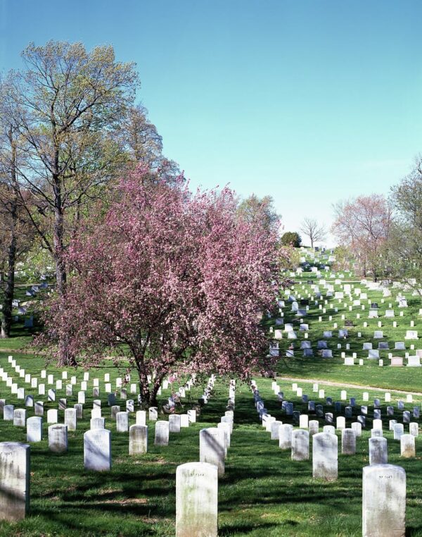 Brown v. Entertainment Merchants Association Teaching American History